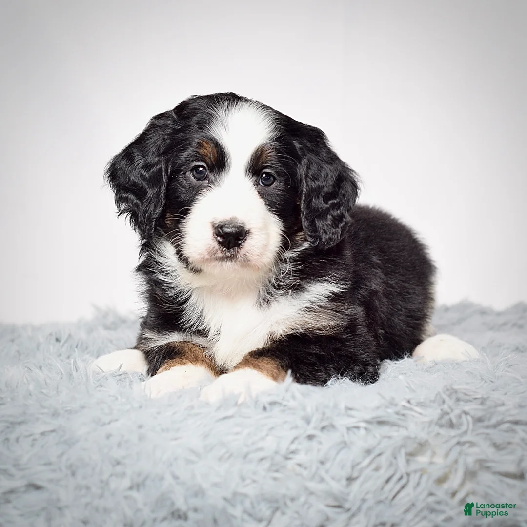 Bernedoodle dogs for sale: Ms. Vanessa - Ad 6