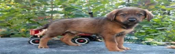 German Shepherd dogs for sale: Carl - Ad 3