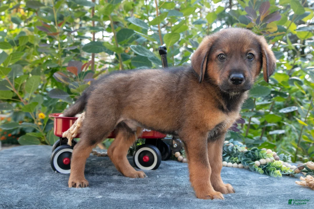 German Shepherd dogs for sale: Carl - Ad 3