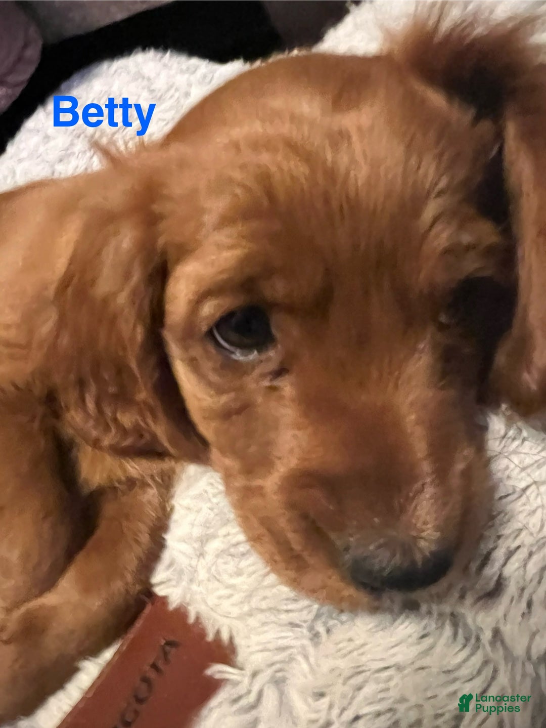 Cavapoo dogs for sale: Betty - Still available  - Ad 6