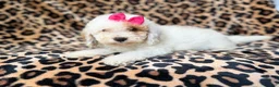 Mini Goldendoodle dogs for sale: Chloe - Ad 5