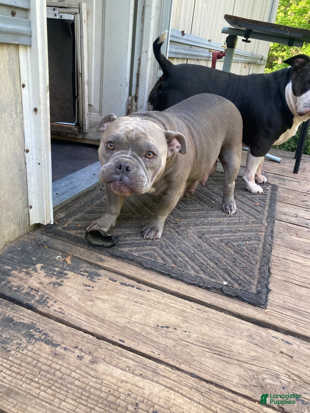 American Bully dogs for sale: American Bully Puppy 2 - Ad 3