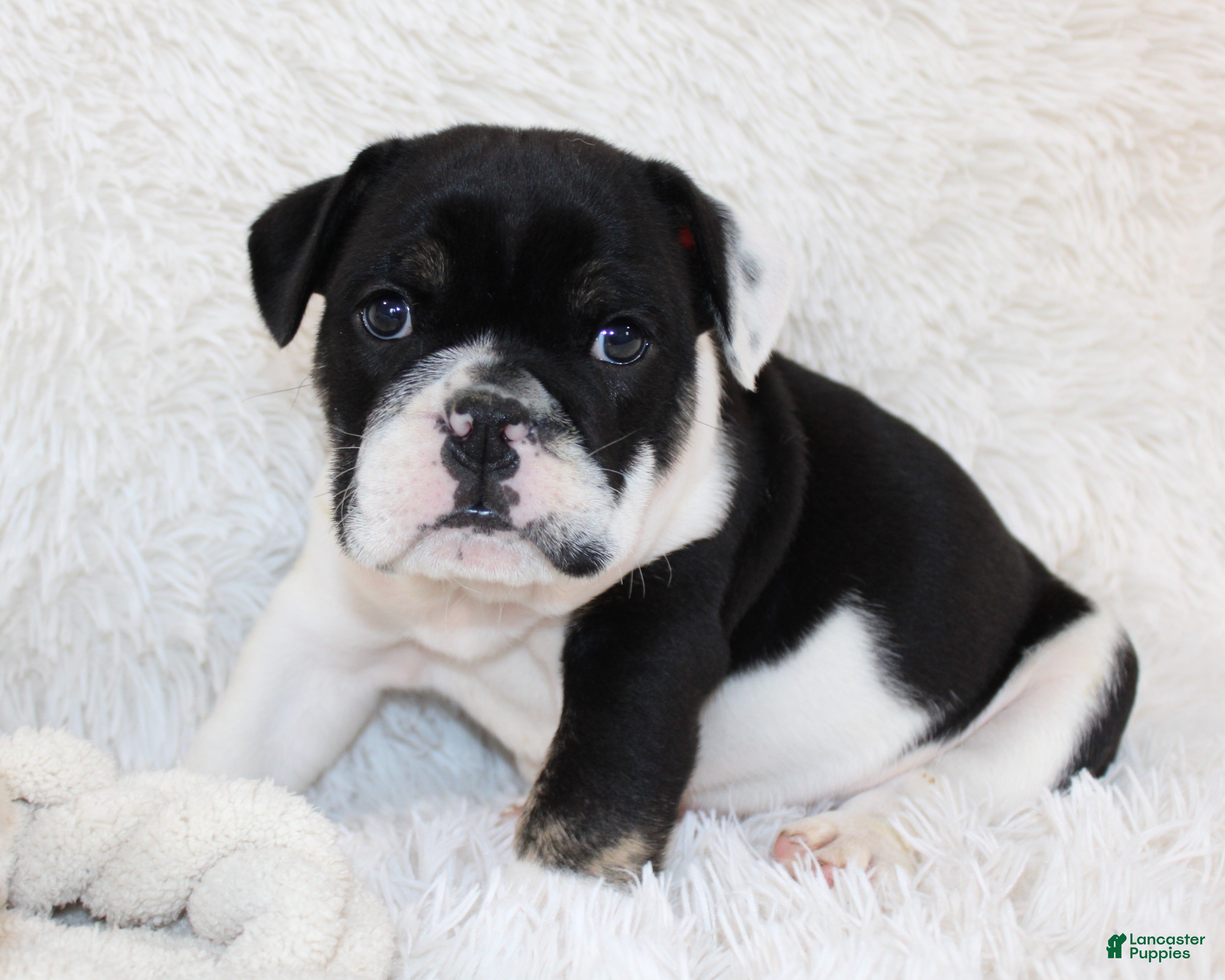 English Bulldog dogs Mario - Ad 1