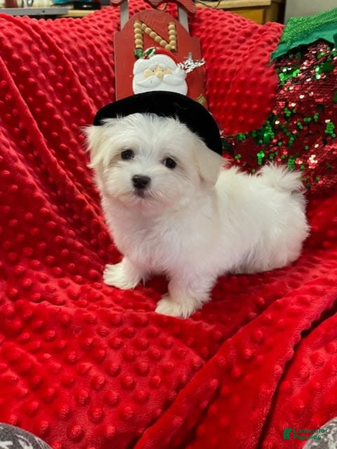 Gallery Image {{count}}