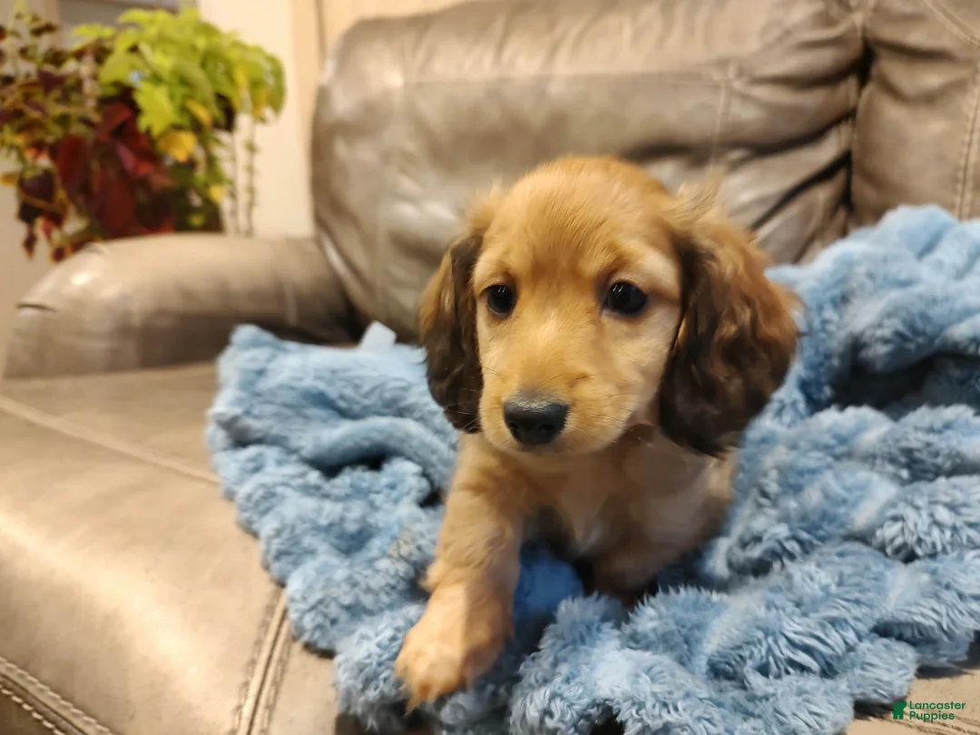 Miniature Dachshund dogs for sale: Sweetheart  - Ad 1