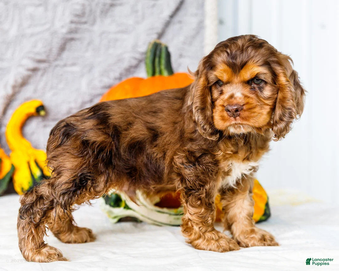 Cocker Spaniel dogs for sale: Zion - Ad 1
