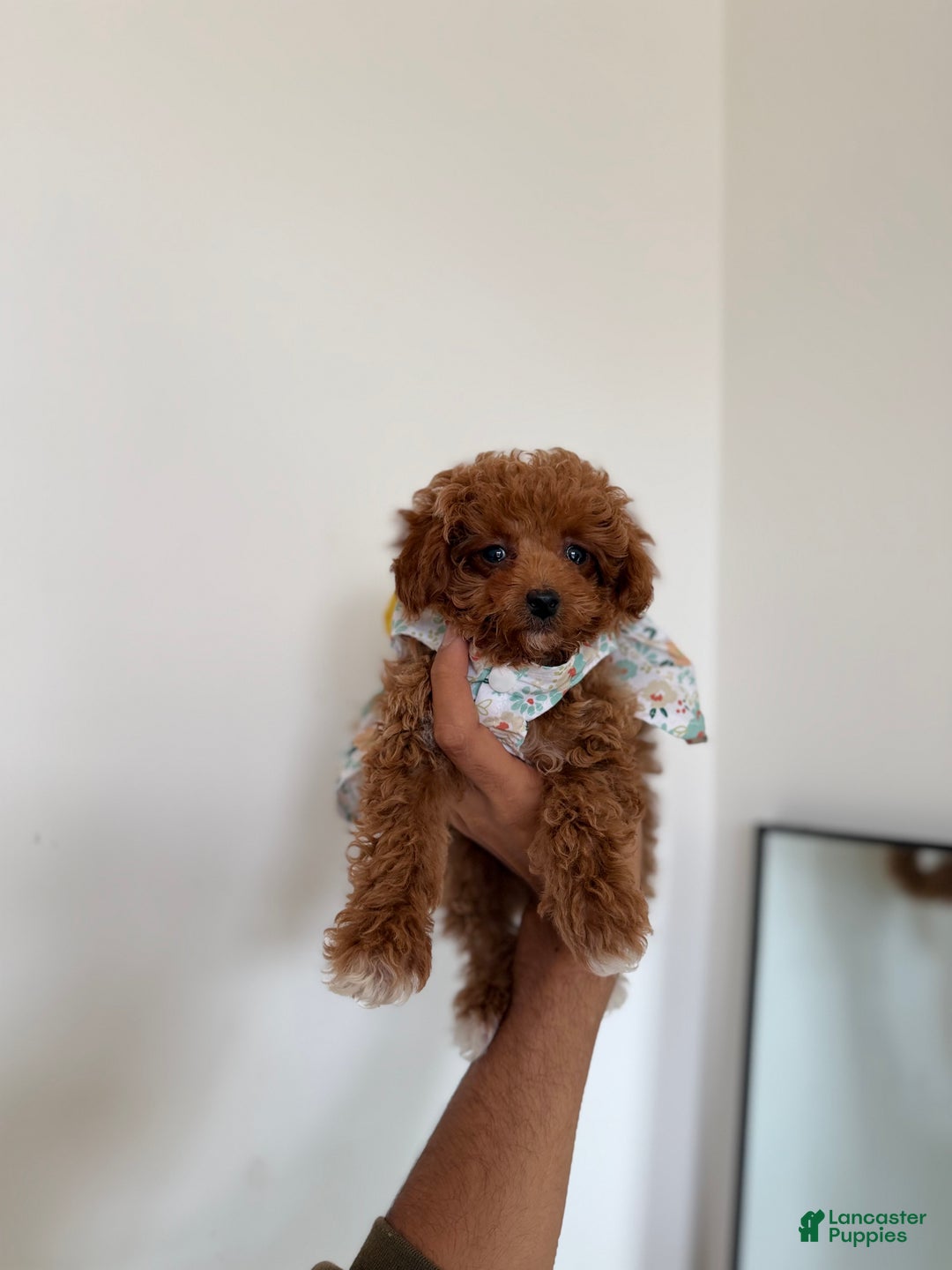 Toy Poodle dogs for sale: Teacup Kimmy - Ad 3