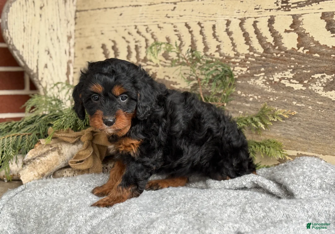 Mixed Breed dogs for sale: Marsh - Ad 14