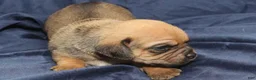 Puggle dogs for sale: Chewy - Ad 74