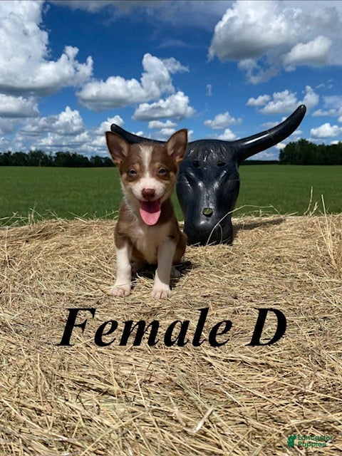 Border Collie dogs Female D - Ad 1