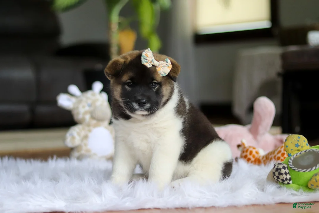 Akita dogs for sale: Jewel - Ad 2