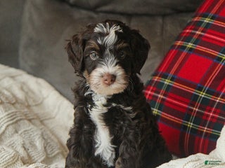 Bernedoodle dogs Liam Milos - Ad 7