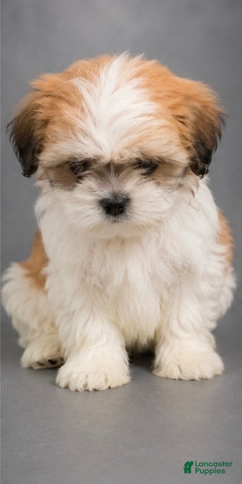 Shih Tzu dogs Shih Tzu 2 - Ad 7