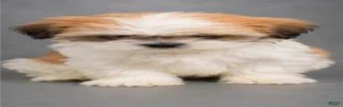 Shih Tzu 2