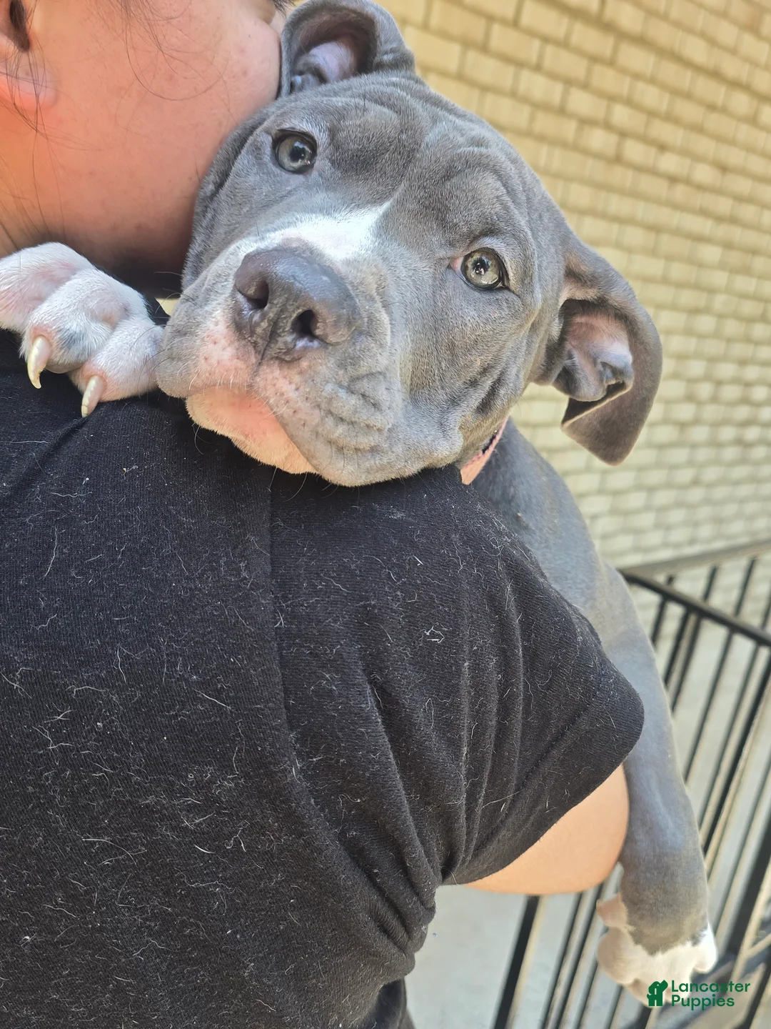 American Bully dogs for sale: Mileena - Ad 2