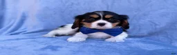 Cavalier King Charles Spaniel dogs for sale: Goonie - Ad 8