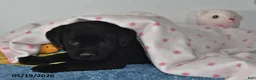 Labrador Retriever dogs for sale: Daisy - Ad 3