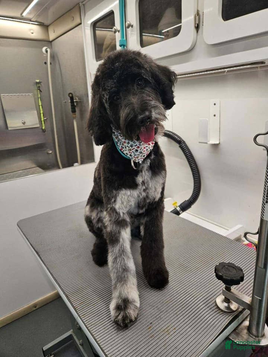 Gallery Image {{count}}