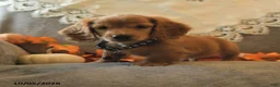 Miniature Dachshund dogs for sale: Sawyer - Ad 5