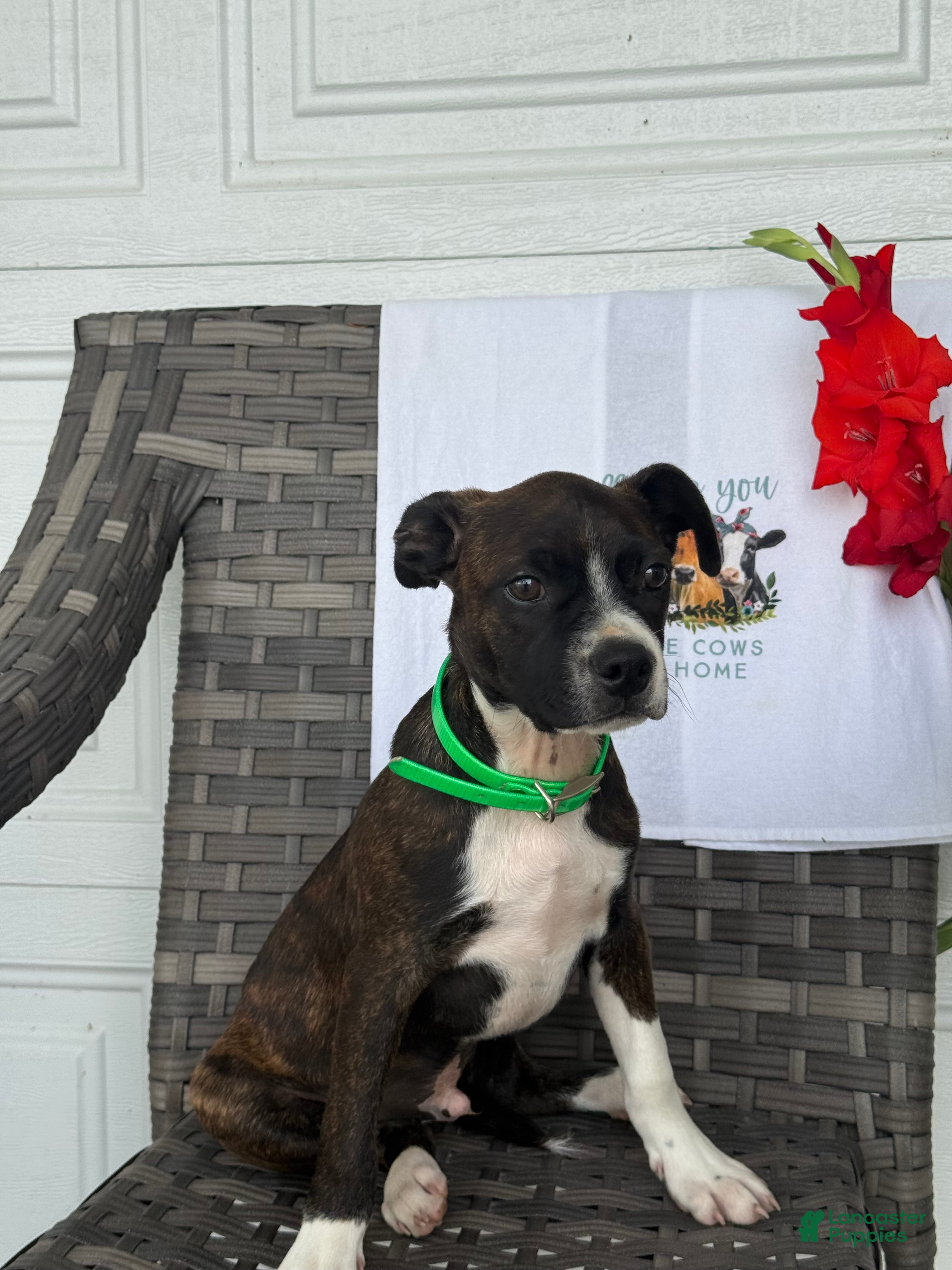 Mixed Breed dogs Grayson - Ad 1