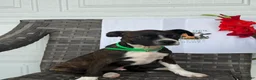 Mixed Breed dogs for sale: Grayson - Ad 1
