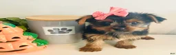 Yorkshire Terrier dogs for sale: Teacup pumpkin - Ad 6