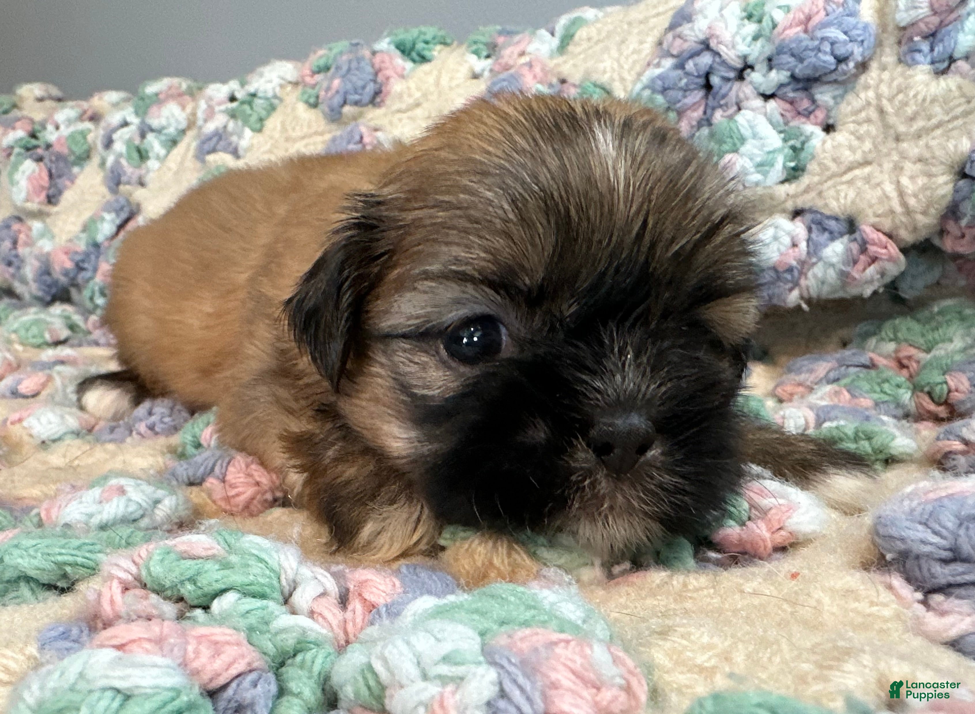 Shih Tzu dogs Shih Tzu 5 - Ad 2