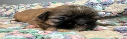 Shih Tzu dogs for sale: Shih Tzu 5 - Ad 2