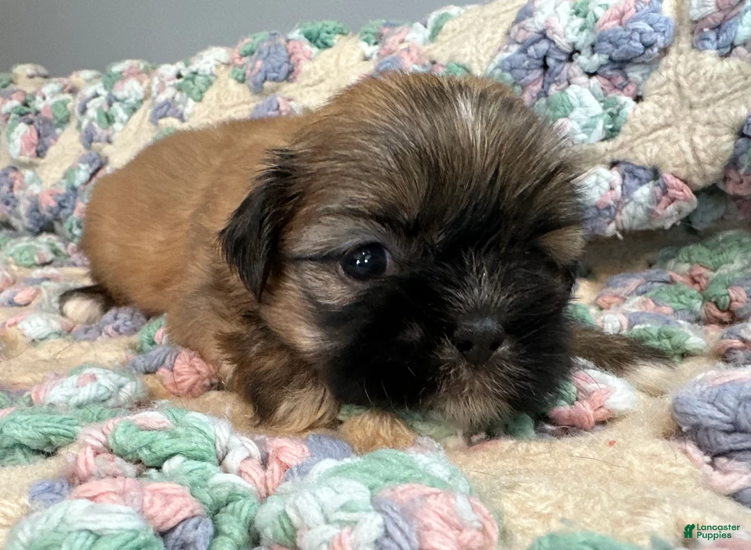Shih Tzu dogs for sale: Shih Tzu 5 - Ad 2