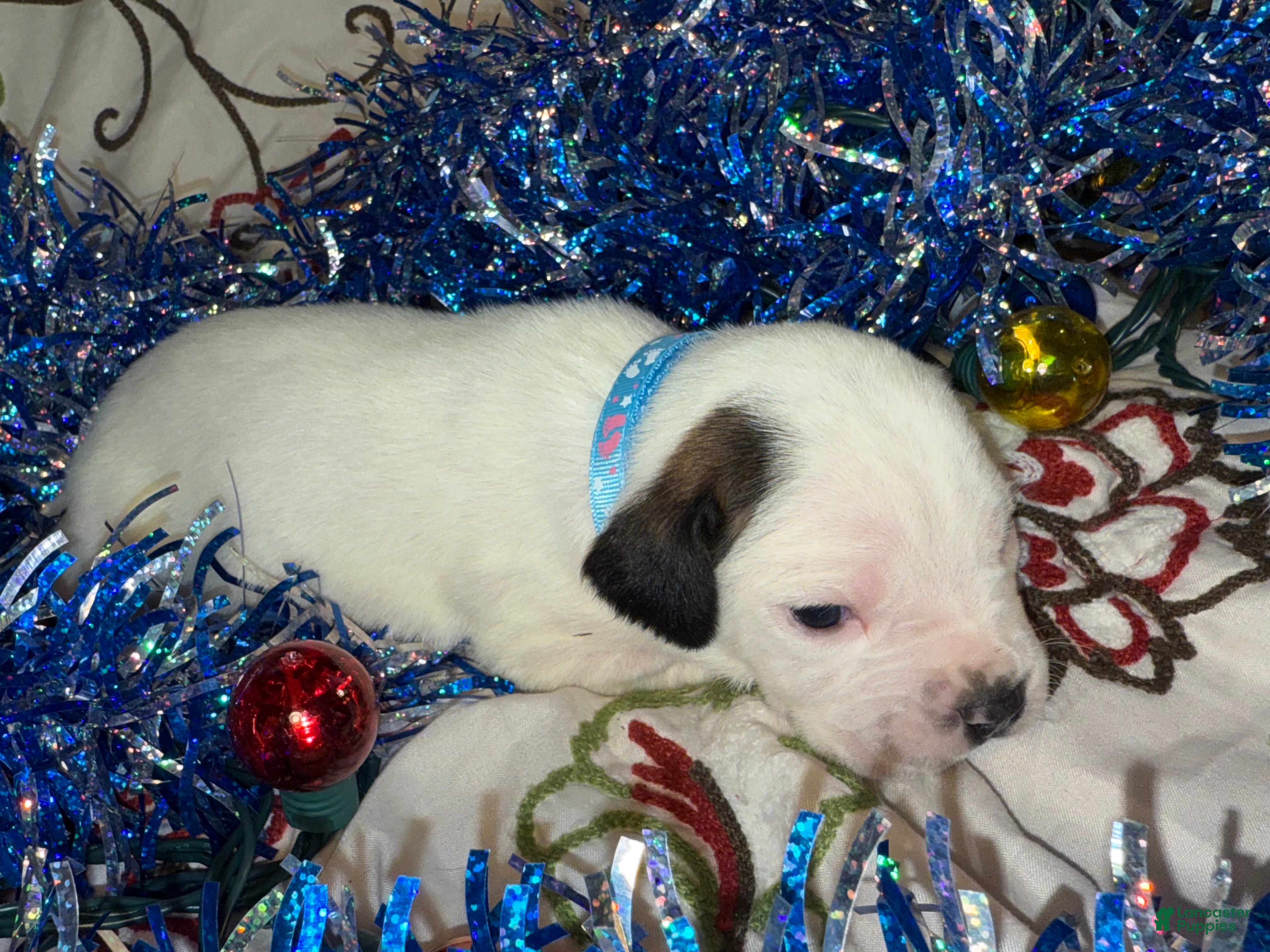Mixed Breed dogs for sale: Coltonball - Ad 3