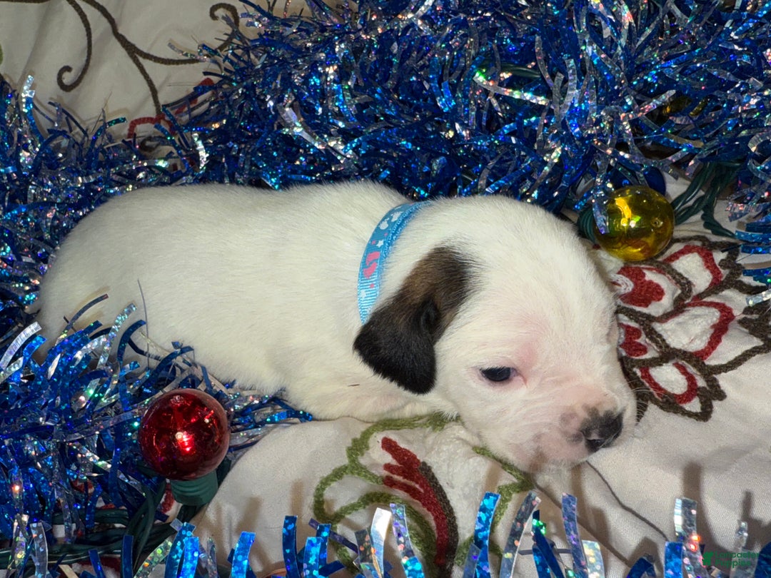 Mixed Breed dogs for sale: Coltonball - Ad 1