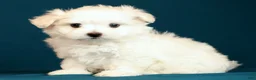 Maltese dogs for sale: Luke - Ad 4