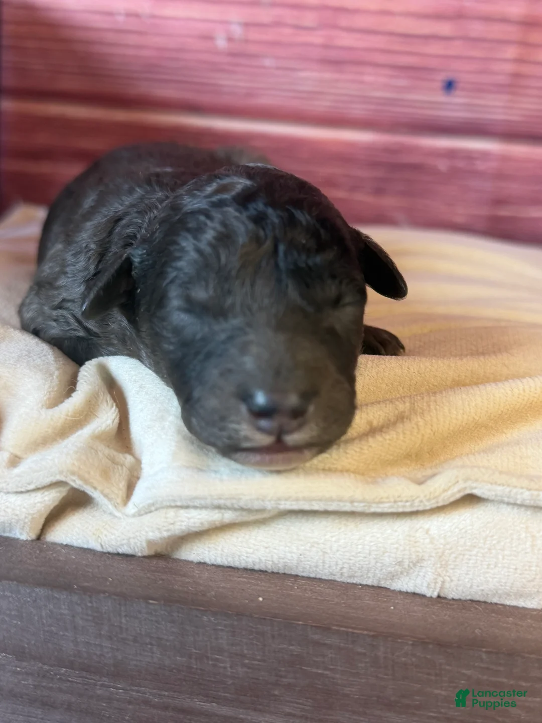 Toy Poodle dogs for sale: Bane ( dark blue Merle) - Ad 1