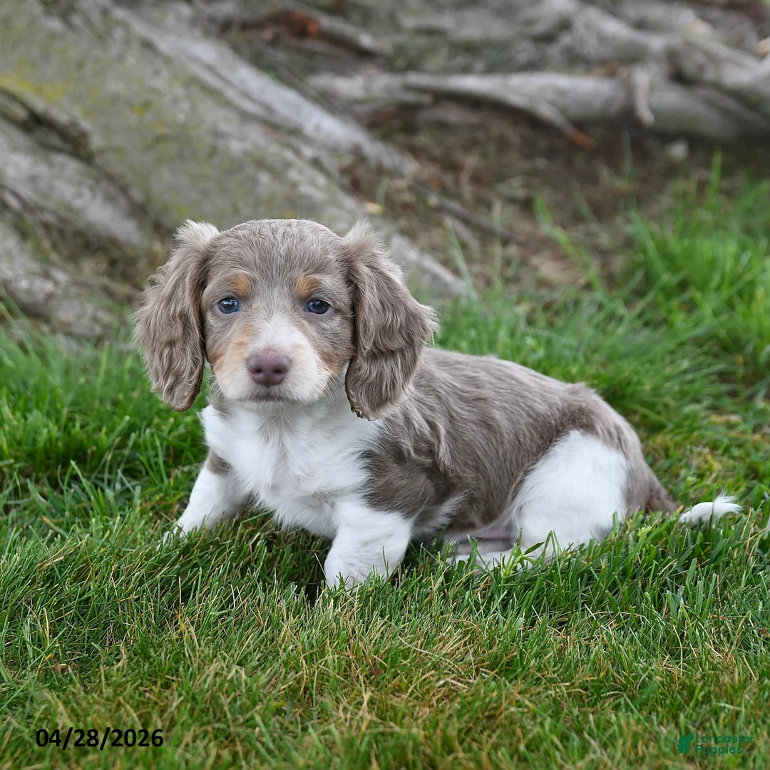 Dachshund dogs for sale: Ranger - Ad 1