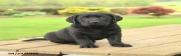 Labrador Retriever dogs for sale: Buddy - Ad 3