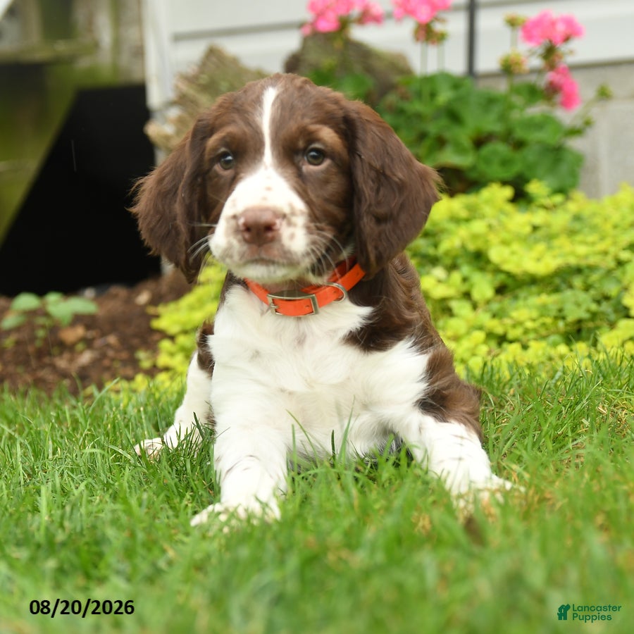 English Springer Spaniel dogs Challenger - Ad 1