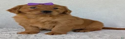 Golden Retriever dogs for sale: Miss Summer  - Ad 19