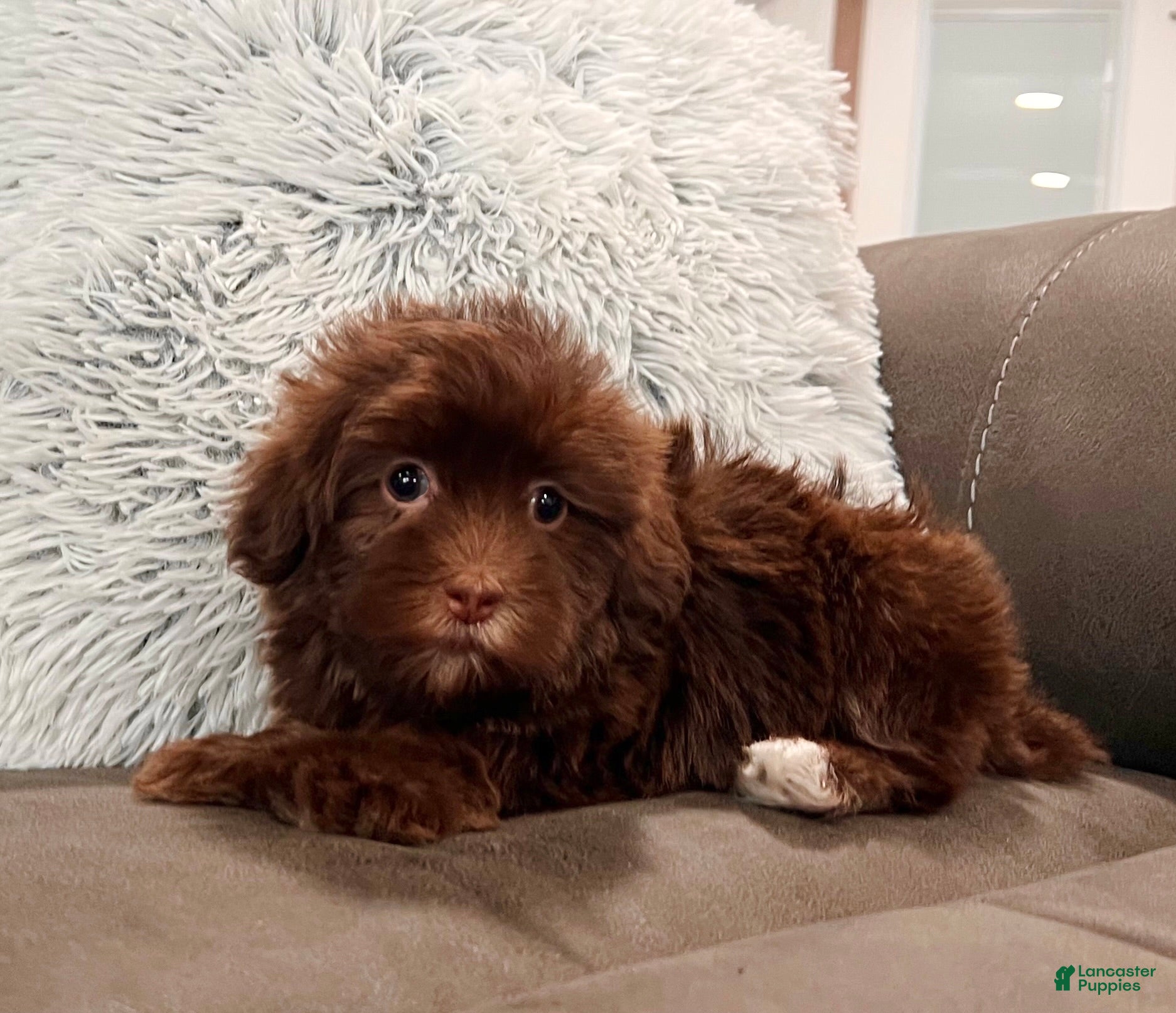 Havanese dogs Roxy - Ad 2