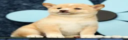 Shiba Inu dogs for sale: Kerry - Ad 4