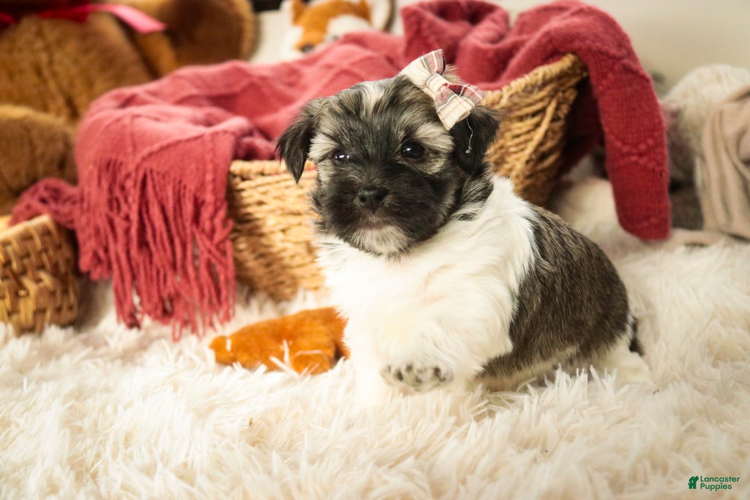 Havanese dogs for sale: Sugar - Ad 6