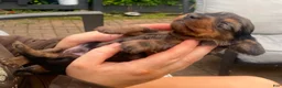Mixed Breed dogs for sale: Jeagar - Ad 3