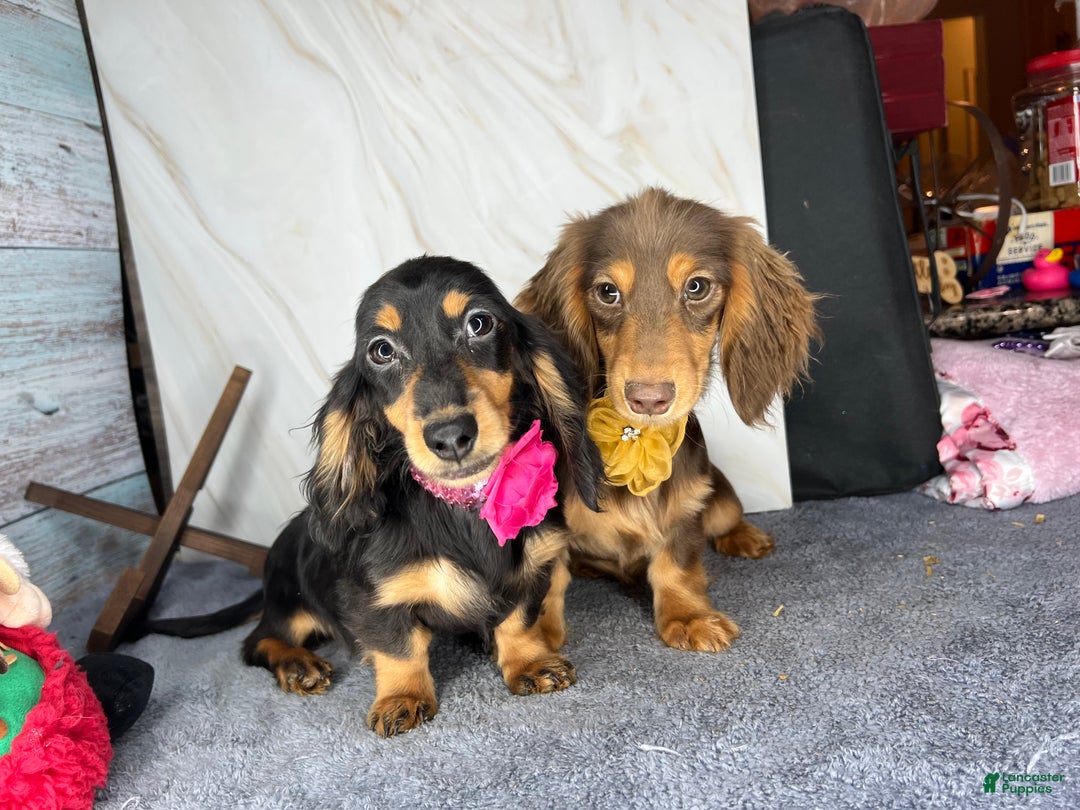 Miniature Dachshund dogs for sale: Import champion blood - Ad 7
