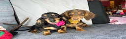 Miniature Dachshund dogs for sale: Import champion blood - Ad 6
