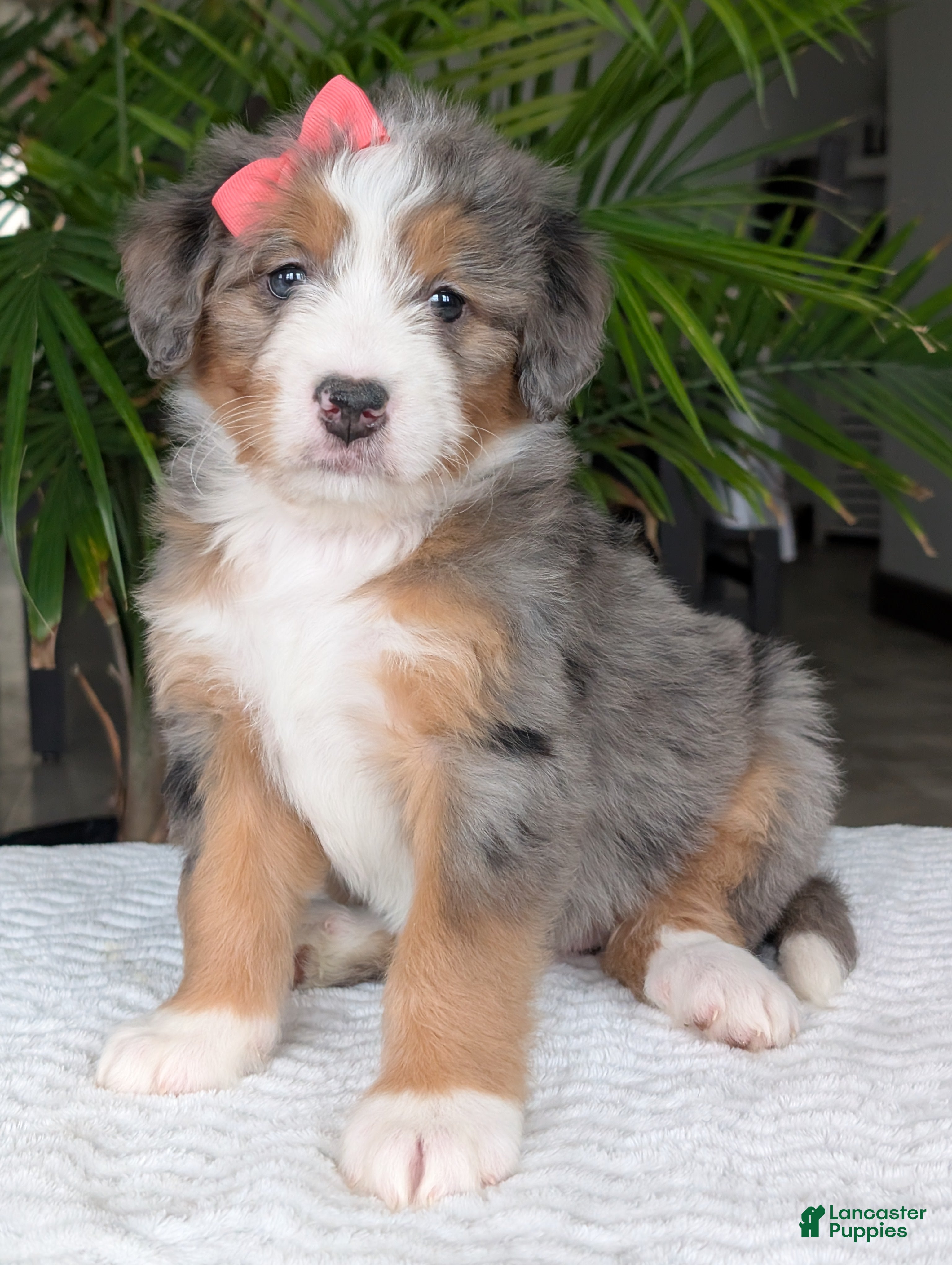 Mini Bernedoodle dogs Mini Indy  - Ad 2