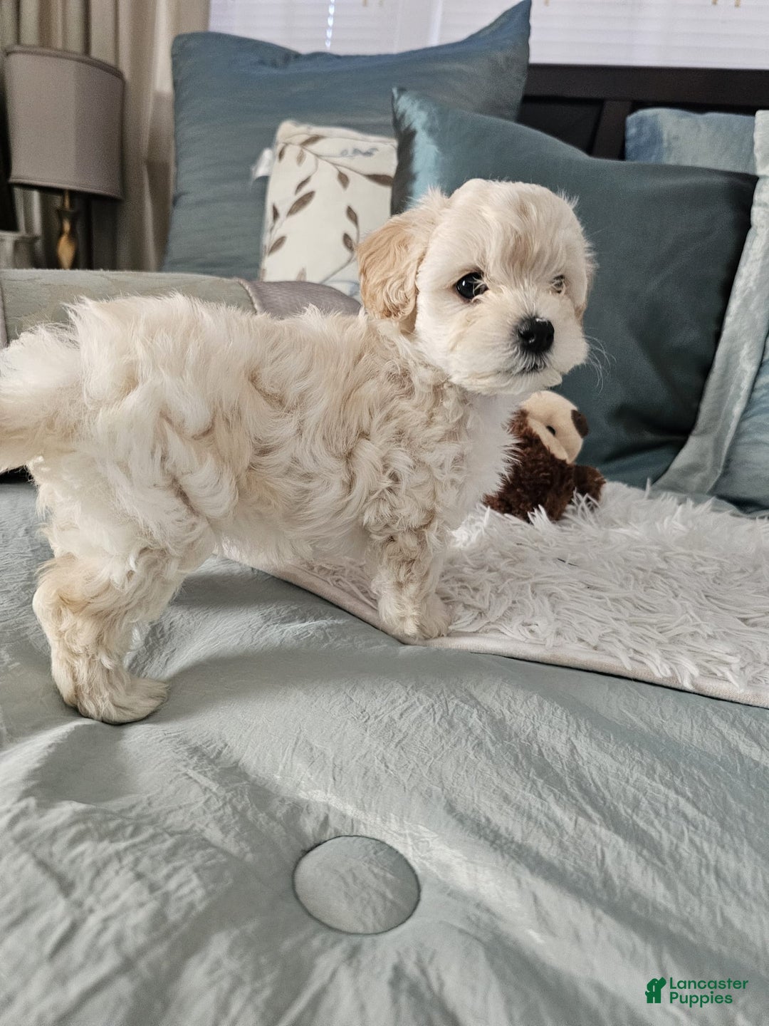 Maltipoo dogs for sale: Maltipoo Puppy 3 - Ad 1
