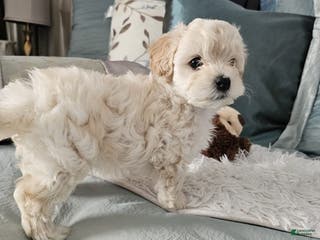 Maltipoo dogs Maltipoo Puppy 3 - Ad 5