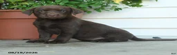 Labrador Retriever dogs for sale: Piper - Ad 4