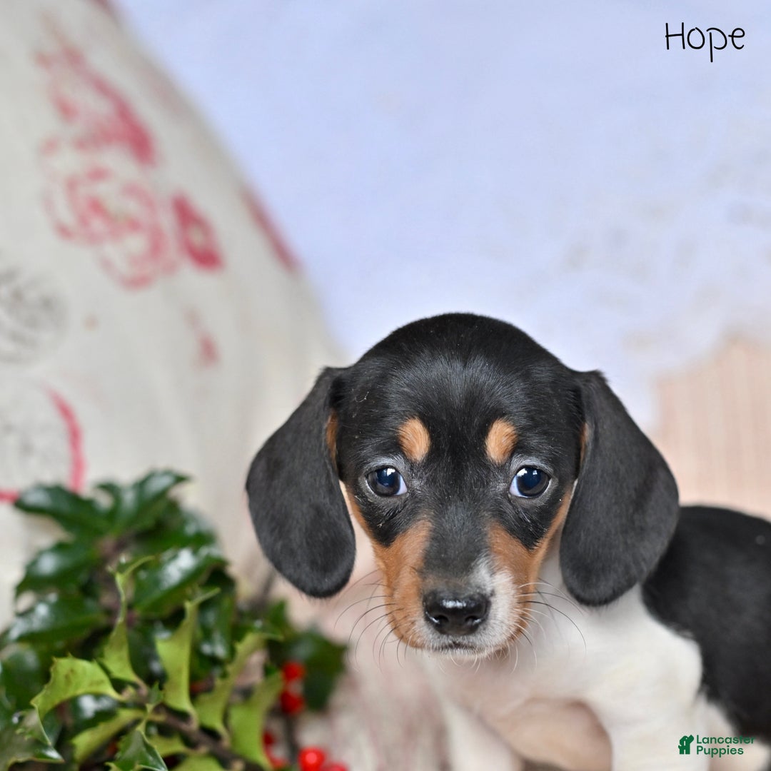 Miniature Dachshund dogs for sale: Hope - Ad 4