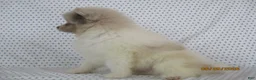 Pomeranian dogs for sale: Jordan - Ad 4