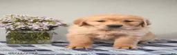 Golden Retriever dogs for sale: Delilah - Ad 2